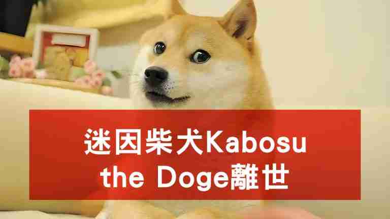 迷因柴犬 Kabosu the Doge 離世