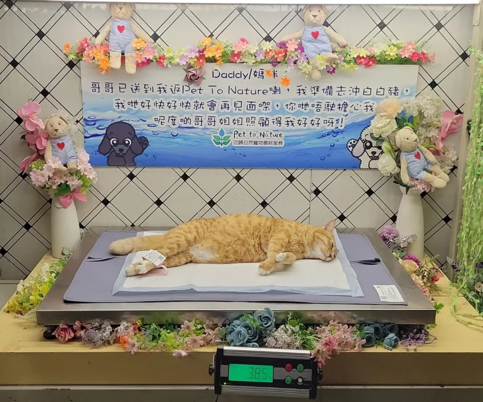 品味空間壓死貓