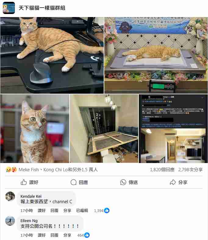 品味空間壓死貓