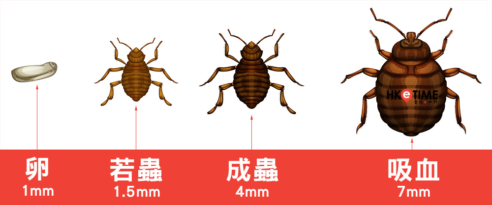 床蝨生命周期
