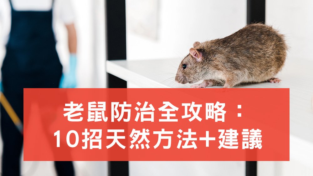 老鼠防治