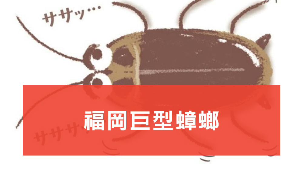 福岡巨型蟑螂