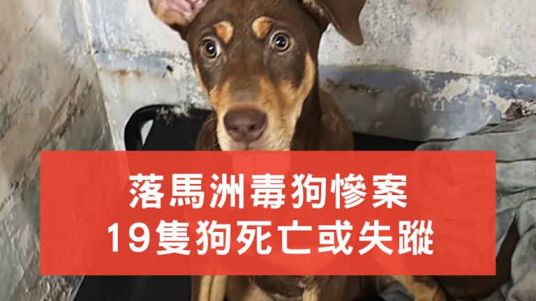 落馬洲毒狗事件