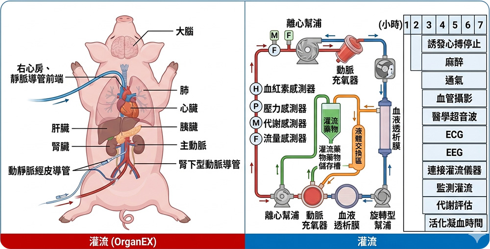 器官保存技術