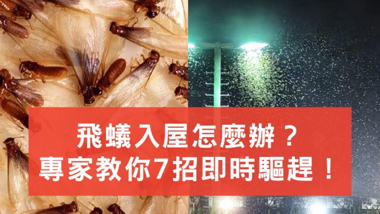 飛蟻入屋怎麼辦